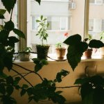 Zieleń, która kocha półmrok: 12 roślin doniczkowych idealnych do zacienionych kątów mieszkania