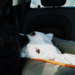 Podróż z pupilem bez stresu: jak zapewnić wygodę i bezpieczeństwo w samochodzie